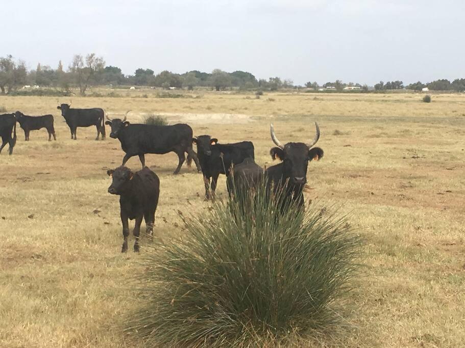 "Le Nature" Camargue Jardin Arlés Exterior foto